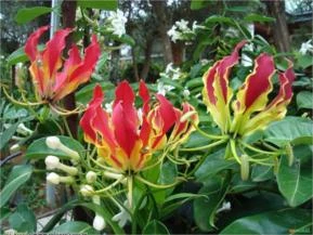 GLORIOSA  (Gloriosa rothschildiana)