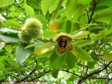 CASTANHA PORTUGUESA (Castanea sativa) Imagem CASTANHA PORTUGUESA (Castanea sativa)