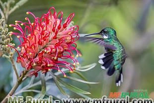 GREVILEA ANÃ (Grevillea banksii) Imagem GREVILEA ANÃ (Grevillea banksii)