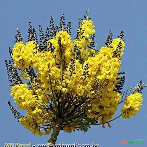 GUAPURUVU (Schizolobium parahyba) Imagem GUAPURUVU (Schizolobium parahyba)