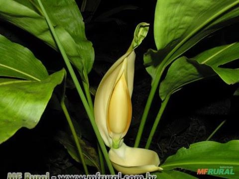 CICLANTO (Cyclanthus bipartitus) Imagem CICLANTO (Cyclanthus bipartitus)