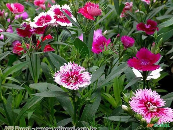 CRAVINA (Dianthus chinensis) Imagem CRAVINA (Dianthus chinensis)