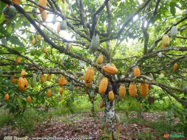 CACAU (Theobroma cacao) 