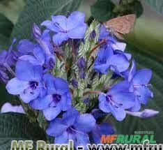 CAMARÃO AZUL (Eranthemum pulchellum)  Imagem CAMARÃO AZUL (Eranthemum pulchellum)