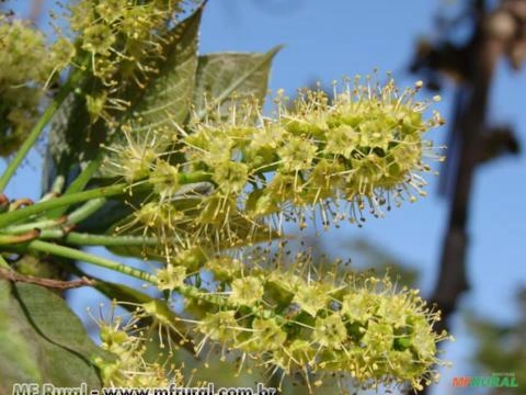 CAPITÃO DO CAMPO (Terminalia argentea) Imagem CAPITÃO DO CAMPO (Terminalia argentea)