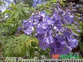 CAROBINHA (Jacaranda puberula)