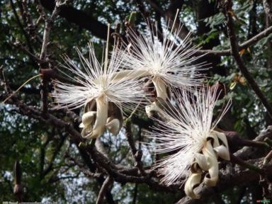 EMBIRUÇU (Pseudobombax grandiflorum) Imagem EMBIRUÇU (Pseudobombax grandiflorum)