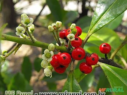 ERVA-MATE (Ilex paraguariensis)  Imagem ERVA-MATE (Ilex paraguariensis)
