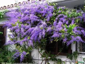 FLOR DE SÃO MIGUEL GIGANTE (Petrea volubilis)