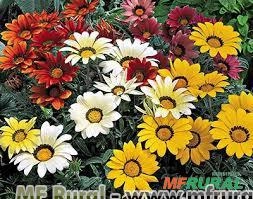 GAZANIA (Gazania rigens)  Imagem GAZANIA (Gazania rigens)