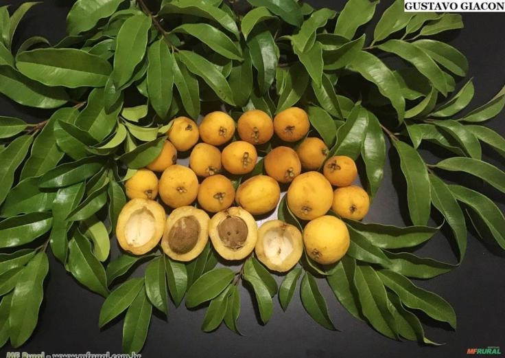 GOIABÃO OU ARAÇA PIRANGA (Eugenia leitonii)  Imagem GOIABÃO OU ARAÇA PIRANGA (Eugenia leitonii)