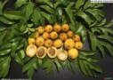 GOIABÃO OU ARAÇA PIRANGA (Eugenia leitonii)  Imagem GOIABÃO OU ARAÇA PIRANGA (Eugenia leitonii)