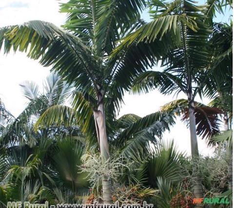 Palmeira Veitchia (Veitchia montgomeryana) Imagem Palmeira Veitchia (Veitchia montgomeryana)