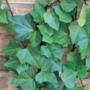HERA BATATA (Hedera canariensis)  Imagem HERA BATATA (Hedera canariensis)