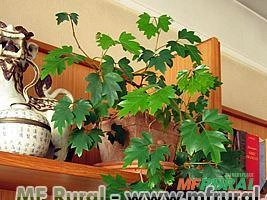 HERA CISSUS (Cissus alata/ Cissus rhombifolia) Imagem HERA CISSUS (Cissus alata/ Cissus rhombifolia)