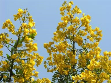 PAU CIGARRA (Senna multijuga)  Imagem PAU CIGARRA (Senna multijuga)