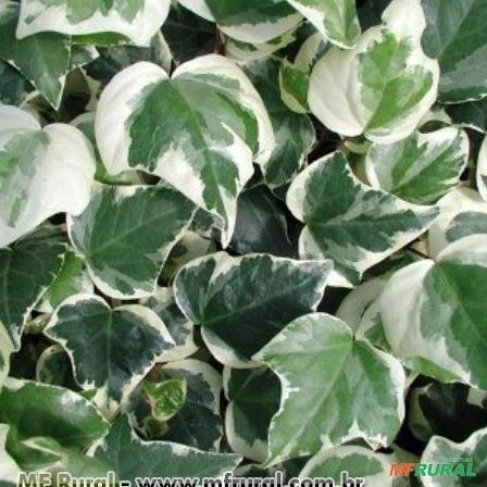 HERA BATATA VARIEGATA (Hedera canariensis  Imagem HERA BATATA VARIEGATA (Hedera canariensis