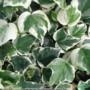 HERA BATATA VARIEGATA (Hedera canariensis  Imagem HERA BATATA VARIEGATA (Hedera canariensis