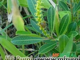 PAU-DE-LEITE (Sapium glandulosum (L.) Morong) Imagem PAU-DE-LEITE (Sapium glandulosum (L.) Morong)