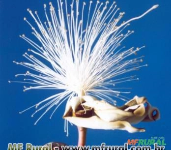 IMBIRIÇU (Pseudobombax longiflorum) Imagem IMBIRIÇU (Pseudobombax longiflorum)