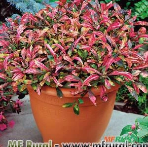 PERIQUITO VERMELHO (Alternanthera ficoidea) Imagem PERIQUITO VERMELHO (Alternanthera ficoidea)