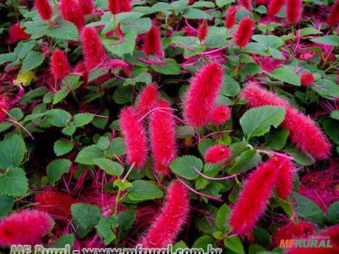 RABO-DE-GATO (Acalypha reptans) Imagem RABO-DE-GATO (Acalypha reptans)