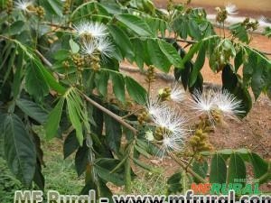 INGÁ QUATRO QUINAS (Inga vera) Imagem INGÁ QUATRO QUINAS (Inga vera)