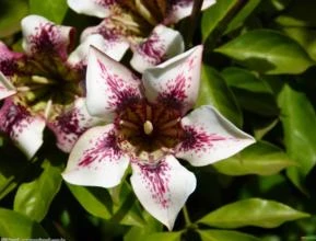 RANDIA PINTADA OU AFRICANA (Randia maculata)