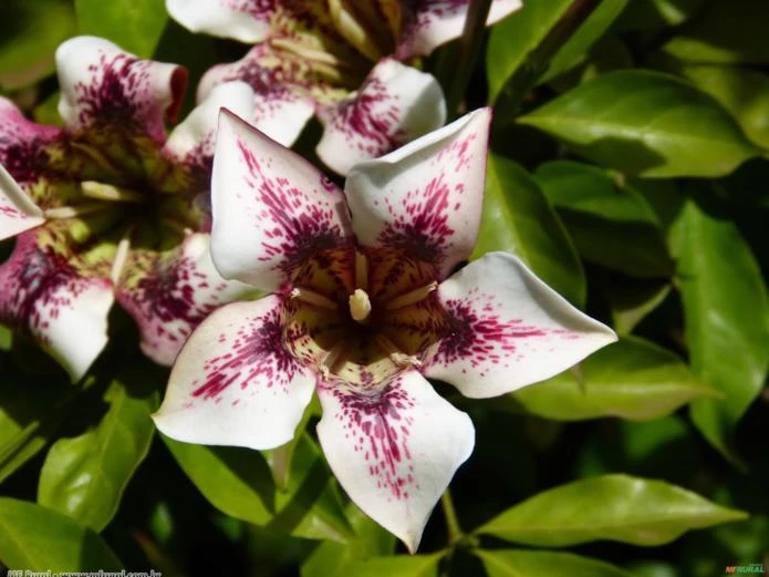 RANDIA PINTADA OU AFRICANA (Randia maculata) 