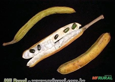 INGÁ STRIATA (Inga striata) Imagem INGÁ STRIATA (Inga striata)