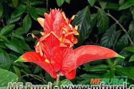 Ruelia Vermelha (Ruelia chartacea)  Imagem Ruelia Vermelha (Ruelia chartacea)