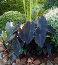 INHAME ROXO (Colocasia esculenta var. aquatilis)