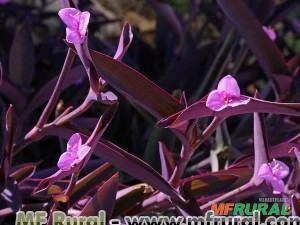 SETECRESIA OU TRAPOERABA ROXA (Setecreasa purpurea - Tradescantia pallida var. purpurea) Imagem SETECRESIA OU TRAPOERABA ROXA (Setecreasa purpurea - Tradescantia pallida var. purpurea)