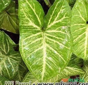 SINGONIO (Syngonium angustatum) Imagem SINGONIO (Syngonium angustatum)