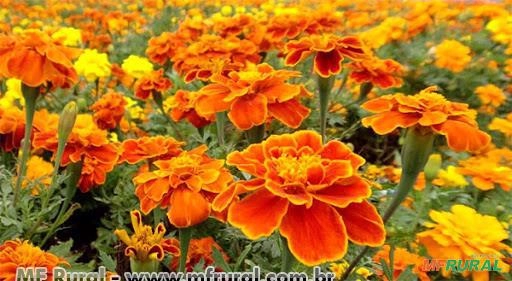 TAGETES OU CRAVO (Tagetes erecta) Imagem TAGETES OU CRAVO (Tagetes erecta)