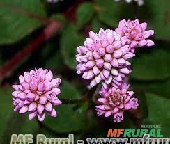 TAPETE INGLÊS (Polygonum capitatum) Imagem TAPETE INGLÊS (Polygonum capitatum)