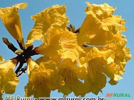 IPÊ AMARELO DO CERRADO (Handroanthus ochraceus) Imagem IPÊ AMARELO DO CERRADO (Handroanthus ochraceus)