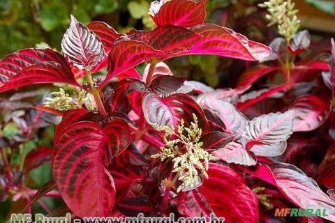 IRESINE CARNAVAL (Iresine herbstii Imagem IRESINE CARNAVAL (Iresine herbstii