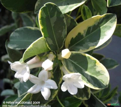 JASMIM DE MADAGASCAR VARIEGATA (Stephanotis floribunda Imagem JASMIM DE MADAGASCAR VARIEGATA (Stephanotis floribunda