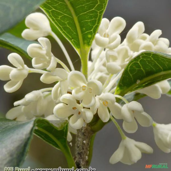 JASMIM DO IMPERADOR (Osmanthus fragrans)  Imagem JASMIM DO IMPERADOR (Osmanthus fragrans)