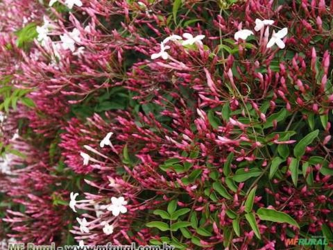 JASMIM DOS POETAS (Jasminum polyanthum) 