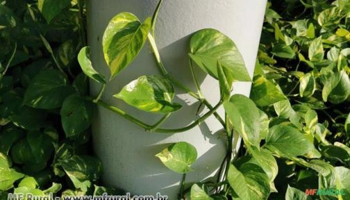 JIBÓIA (Epipremnum aureum) Imagem JIBÓIA (Epipremnum aureum)