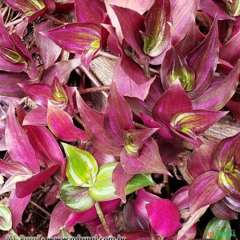 LAMBARI ROXO (Tradescantia zebrina  Imagem LAMBARI ROXO (Tradescantia zebrina