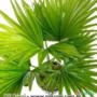 LEQUE-DAS-FILIPINAS (Livistona rotundifolia)