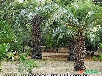 PALMEIRA BUTIÁ (Butia capitata) Imagem PALMEIRA BUTIÁ (Butia capitata)