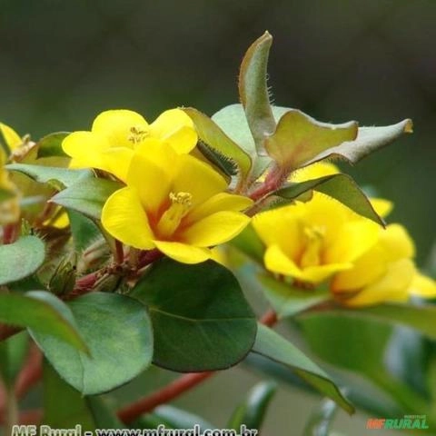 LISIMÁQUIA (Lysimachia congestiflora)  Imagem LISIMÁQUIA (Lysimachia congestiflora)