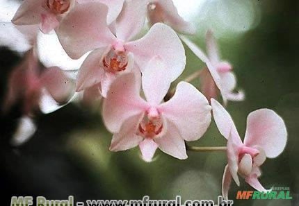 ORQUÍDEA PHALAENOPIS (Phalaenopis spp.) Imagem ORQUÍDEA PHALAENOPIS (Phalaenopis spp.)