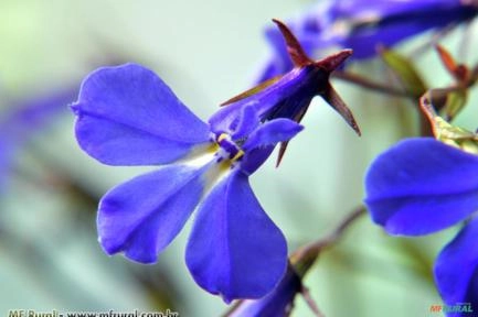 LOBELIA (Lobelia erinus)  Imagem LOBELIA (Lobelia erinus)