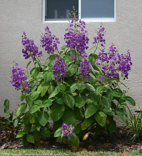 Orelha-de-onça (Tibouchina heteromalla)