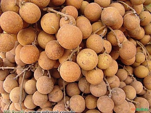 LONGANA (Dimocarpus longan) Imagem LONGANA (Dimocarpus longan)
